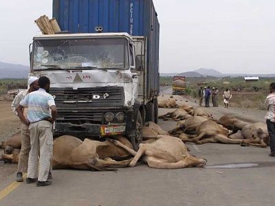 car_accident_kills_camels.jpg