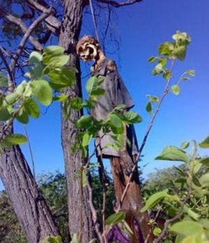 hanging-tree.jpg