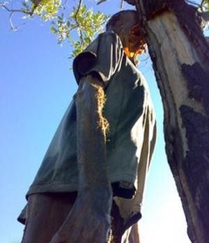 hanging from tree1.jpg