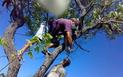 hanging from tree3.jpg
