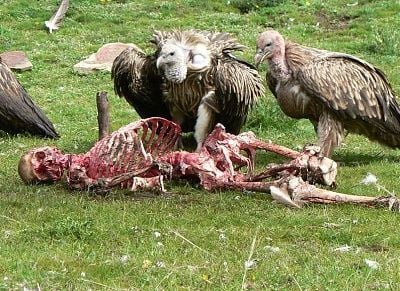 vultures.jpg