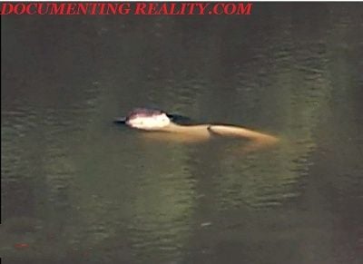 drowned.jpg