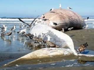 ballena44.jpg