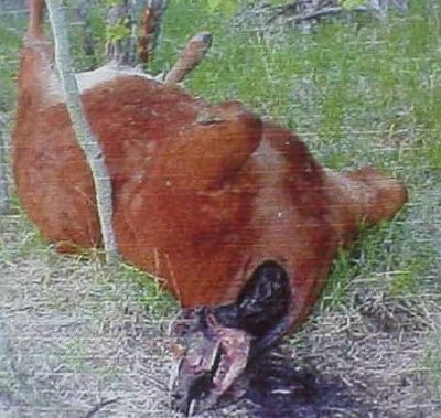 cattle-abduction-mutilation.jpg