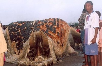 giantturtle001.jpg