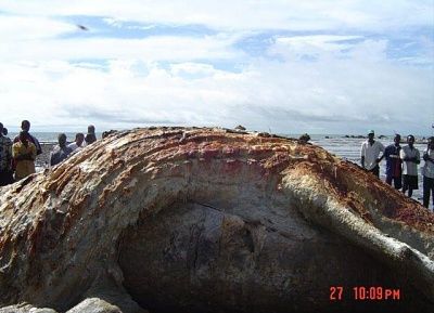 giantturtle003.jpg
