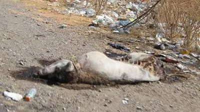 puerco2.jpg
