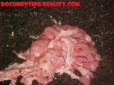 lost-brain3.jpg