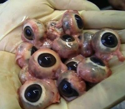 eyeballs.jpg