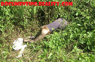 decomp-forest-mexico.png