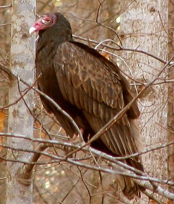 turkey_vulture_profile.jpg