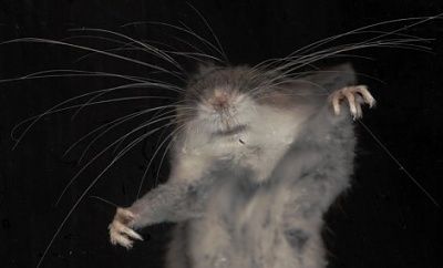 mummymouse-470x284.jpg