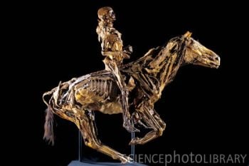 P8800166-Human_and_horse_anatomy,_Fragonard_Museum-SPL.jpg