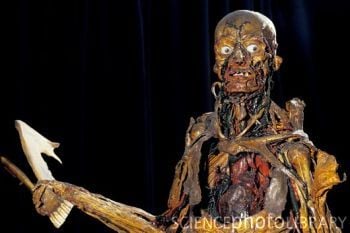 P8800168-Human_anatomy,_Fragonard_Museum-SPL.jpg