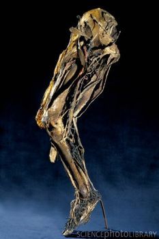 P8800169-Human_leg_anatomy,_Fragonard_Museum-SPL.jpg