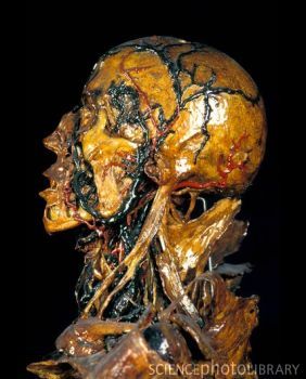 P8800171-Human_anatomy,_Fragonard_Museum-SPL.jpg