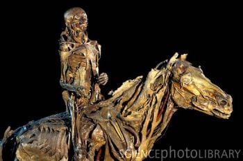 P8800167-Human_and_horse_anatomy,_Fragonard_Museum-SPL.jpg