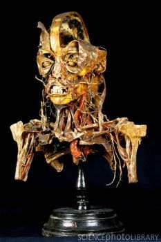 P8800172-Human_anatomy,_Fragonard_Museum-SPL.jpg