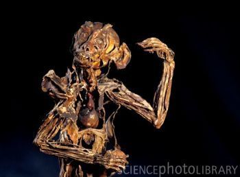 Z9100232-Monkey_anatomy,_Fragonard_Museum-SPL.jpg