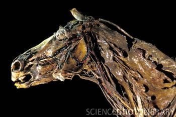 Z9430175-Horse_anatomy,_Fragonard_Museum-SPL.jpg