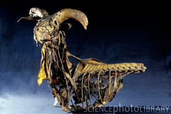 Z9580081-Goat_anatomy,_Fragonard_Museum-SPL.jpg