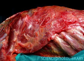 M8760116-Dissected_corpse-SPL.jpg