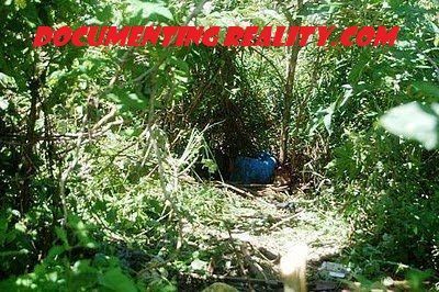 fell from tree6.jpg