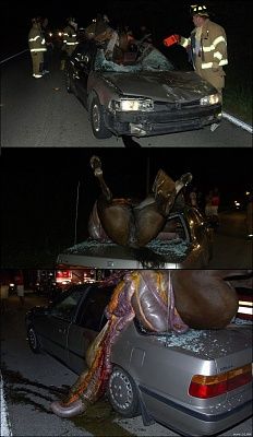 horse_vs_car.jpg