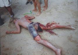 shark attack 1.jpg