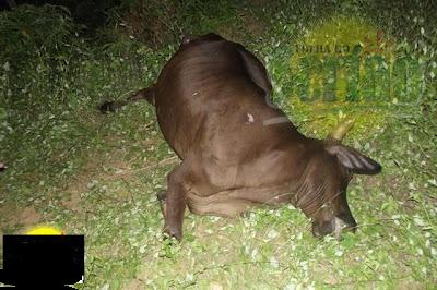 Moo1.JPG
