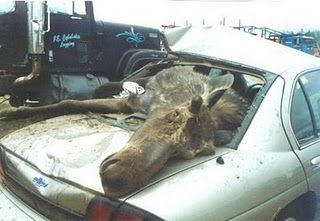 moose.jpg