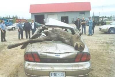 moose2.jpg