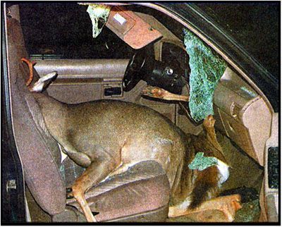 deer2.jpg