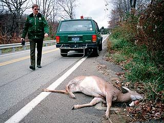 deer7.jpg