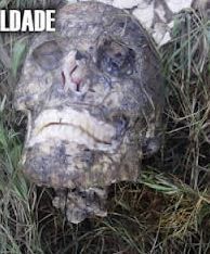 head.JPG