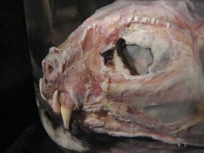 preserved-bobcat-head-1-.jpg