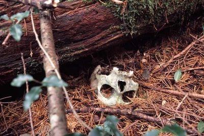 aokigahara_401.jpg