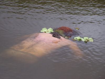 38 yo tranny floater 06.JPG