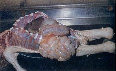 autopsy.jpg