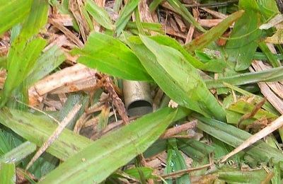 woman-20shot-20with-20five-20rounds-2009.jpg