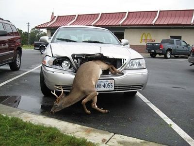 oh-deer.jpg