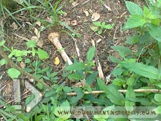 Name:  Foto0442.jpg
Views: 975
Size:  42.7 KB