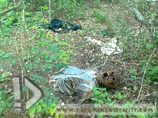 Name:  Foto0445.jpg
Views: 1093
Size:  42.9 KB