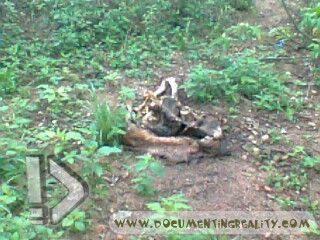 Name:  Foto0446.jpg
Views: 972
Size:  37.7 KB