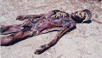 mummied.jpg