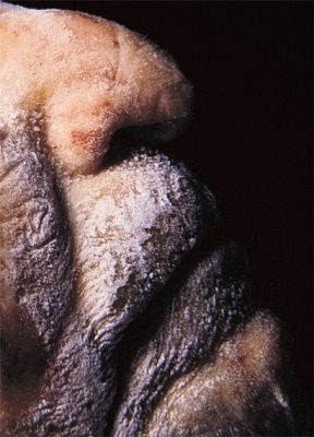 goran-20bertok2.jpg
