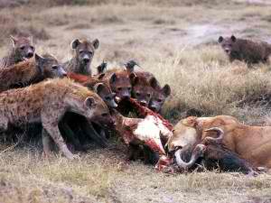 hyenas-lions-gnu-300x225.jpg
