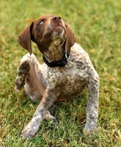 max_300_dog_scratching.jpg