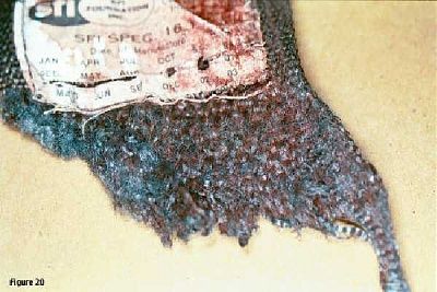 179525.thumb.jpg