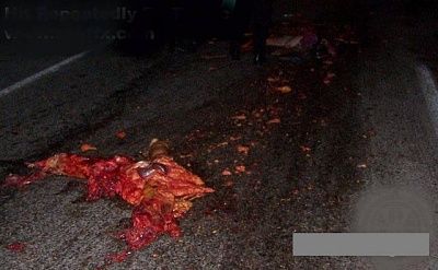 ran_over02.jpg